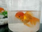 Orenda Goldfish
