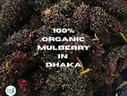 Organic Mulberry অর্গানিক তুতফল/ মালবেরি