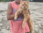 Orginal Parsian Jinjira Colour Male Cat