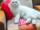 Orginal Persian Male Cat