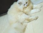 White Persian Male Cat