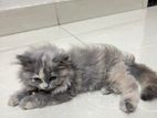 Original British Persian