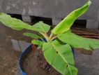 Original Deshi Banana (Norshindi Sagor) Plant