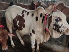 Original Deshi Cow for sale No-17
