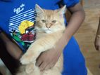 original parshian cat