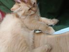 Original parshian cat