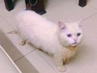 Original Parsian Cat