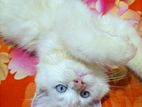 Original Persian Blue Eyes Female Cat