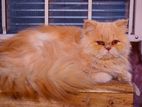 Original persian cat