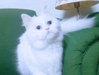 Original persian cat