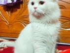 Original Persian Cat