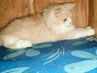 Original Persian cat for sale