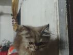 Original Persian Cat