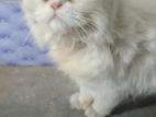 Original Persian Cat for Sell