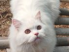 original Persian cat long coat