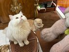 original Persian cat male female vaccine confirm