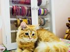 original Persian female kitten