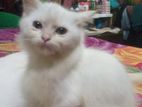Original Persian male cat