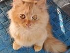 Original Persian Male Cat