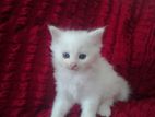 original persian white colour 3 month age