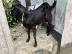 Original Ram Sagol