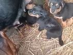 Original Rottweiler puppies on sale!