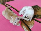 Original Turkish van 2 months