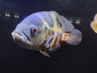Oscar fish aquarium full setup