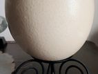 Ostrich Egg for Decoration