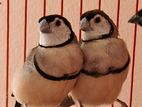 Star Finches/jambu Finch