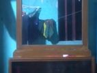 Dressing Table Sell