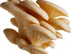 OYSTER MUSHROOM 1kg (ঝিনুক মাশরুম কাচাটা)