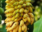 পাহাড়ি প্রাকৃতিক পেপে ও কলা – হোলসেল বিক্রয়