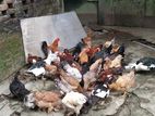 পাহাড়ি মুরগি