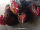 পাহাড়ি মুরগি