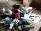 পাইকারি কবুতর বিক্রি করা হবে