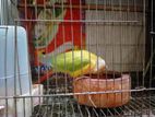 Bird for sell