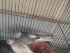 পাখি বিক্রি হবে