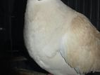 Austrilin Diamond Dove