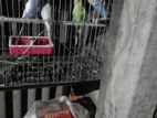 পাখি বিক্রয় করা হবে দুই জোড়া ভালো সুস্থ অবস্থায় আছে চান্দ্র