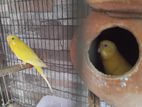 Bird for sale