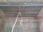 পাখি পালার দুইটি খাচা বিএয় করা হবে।