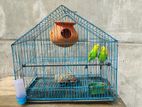 Budgerigar for sale