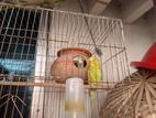 Budgerigar for sale