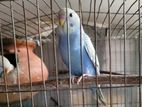 Bird For Sell