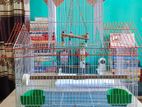 পাখির খাচা/ China Bird Cage