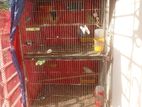 পাখির খাঁচা 5 থাকের