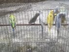 পাখির বিক্রয় করা হবে