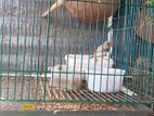 Bird for sale