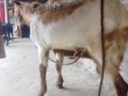 পাকিস্তানের ছাগল